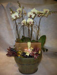 Orchid Phalaenopsis Gift Set - CODE 1109